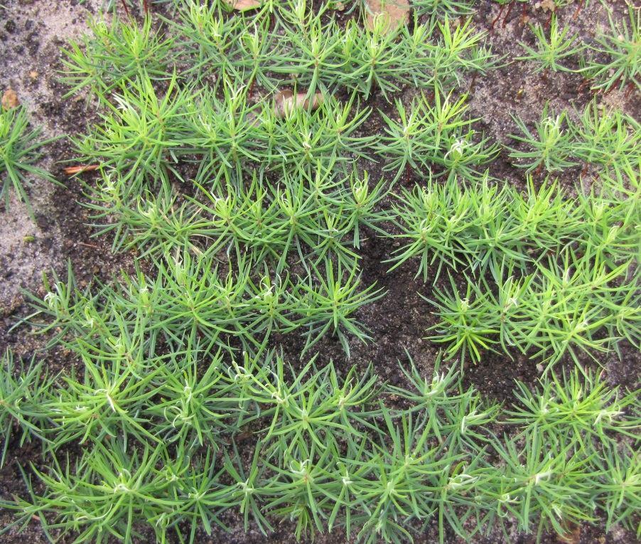 Název: Předosevní příprava a doba výsevu douglasky tisolisté (Pseudotsuga menziesii /Mirb.