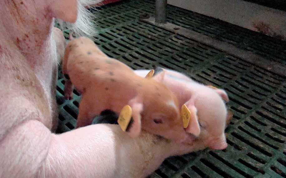 prasata Aktuální globální hrozba virové průjmy selat Celosvětová produkce prasat prochází vleklou ekonomickou krizí, kterou se přes veškeré inovace v managementu chovu prasat a úrovni biologické