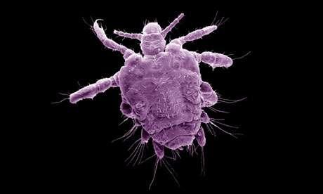 Are pubic lice