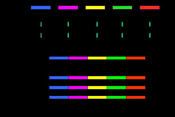 DNA