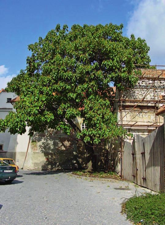 Příroda! PAVLOVNIE PLSTNATÁ Kód ÚSOP: 101025 Druh: pavlovnie plstnatá (Paulownia tomentosa) Vyhlásil: Městský úřad Mikulov dne 14. 5. 2004 Parcela: 3284/1 k. ú. Mikulov na Moravě Nadmořská výška: 238 m n.