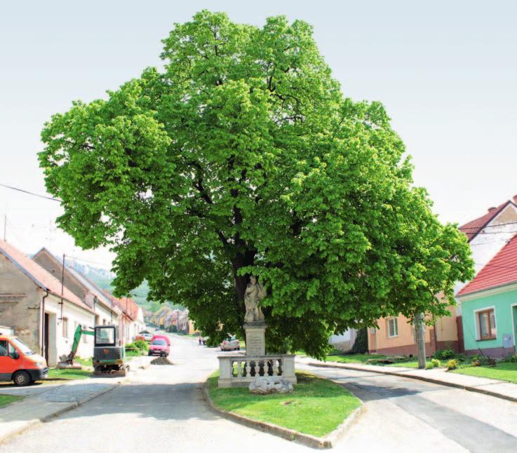 Příroda Svatofloriánská lípa (foto archiv Správy CHKO Pálava) realizovány také zdravotní řezy. Od vyhlášení stromu za památný (v roce 2011) nebylo nutné provádět další zásahy.