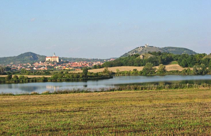 Příroda Mikulov rozložený mezi Turoldem a Svatým kopečkem od vrchu Šibeničníku (foto Milada Rigasová) mikulovského panství, kardinál František Dietrichstein (1570 1636), založil v Mikulově tradici