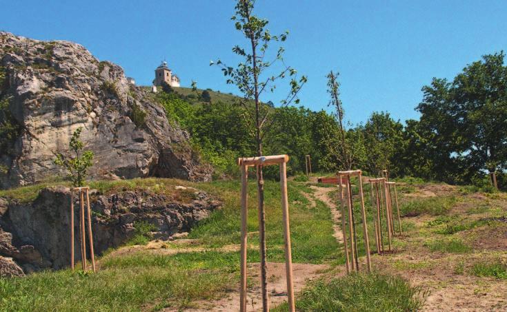 Příroda Hlavní kompoziční osou lokality je pěšina vedená po obvodu panonského háje. Prostor kolem pěšin byl osázen nízkostébelnými travami a keři.