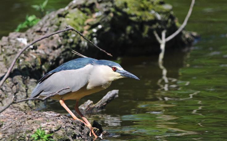 Příroda Kolonie kormoránů velkých (foto Petr Macháček) 13.