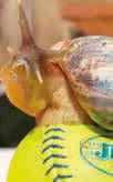 STRANA 18 KONEČNĚ FINÁLE? Softbalistky Snails Kunovice chtějí po dvou bronzech do finále SPORT DOBRÉHO DNE SYNOT LIGA BANÍK OSTRAVA - 1.FC SLOVÁCKO 2:1 STRANA 19 I www.idobryden.