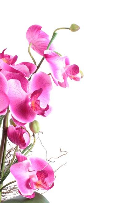 výrazné osobnosti, a proto je velmi často zaujmou orchideje - pozoruhodné květiny s nádechem exotiky.
