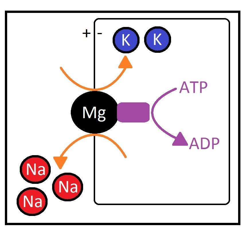3.4.1.1 Hořčík a jeho vliv na kontrakci Hořčík je kofaktorem mnoha enzymů. Ionty hořčíku jsou součástí ATPáz, které slouží k utilizaci energie.