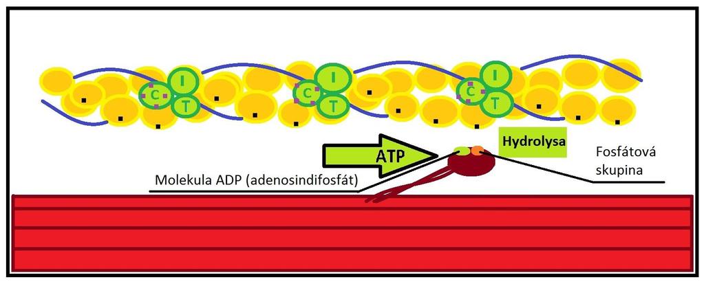 tvarem připomíná golfovou hůl. Dalším krokem je hydrolýza ATP na ADP a anorganický fosfát, pomocí enzymu ATP hydrolázy na hlavičce myozinu [5, 10, 11].