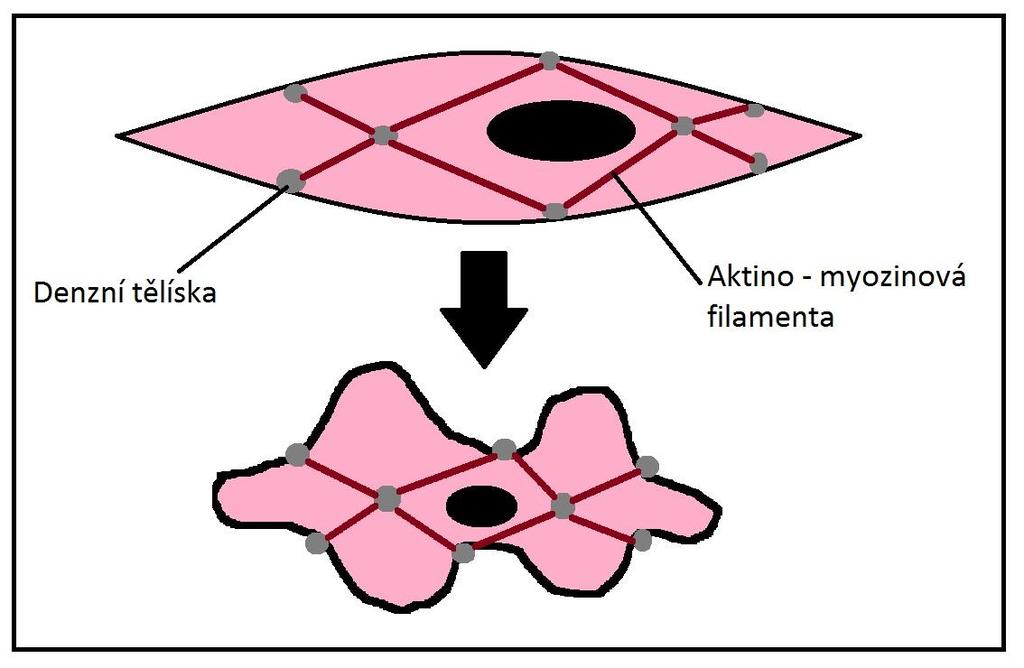 4. OBECNÁ MYOLOGIE A STAVBA HLADKÉHO SVALU Hladký sval se anatomicky a v principu stahu liší od příčně pruhovaného, ovšem princip interakce aktinu a myozinu (cross - bridge) zůstává stejný.