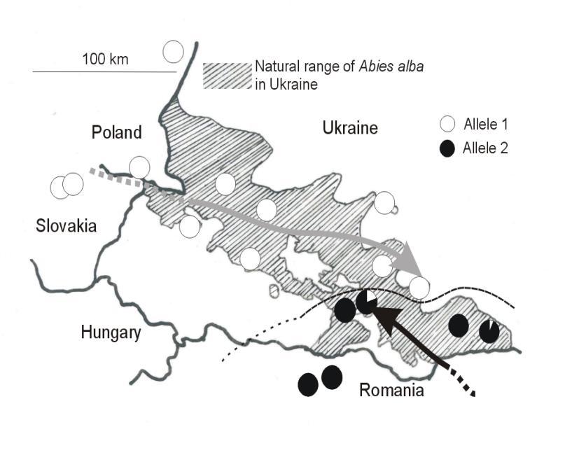 proudů v ukrajinských Karpatech a na Západním