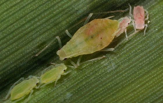 Obrázek č. 02. Metopolophium dirhodum (Foto: Claude Pilon, Bugguide) Mezi vektory BYDV je nejvariabilnějším druhem mšice obilná, Schizaphis graminum.
