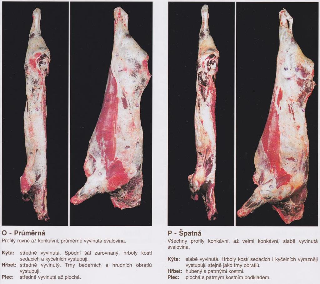 OBRÁZEK 3: Standard zmasilost u třídy O a P u skotu. (Zdroj: ČSN 46 61 20. Klasifikace jatečně upravených těl skot) 3.4.6.3 Protučnělost Po zjištění stupně zmasilosti se klasifikátor zaměří na vývin tukové tkáně poraženého zvířete.