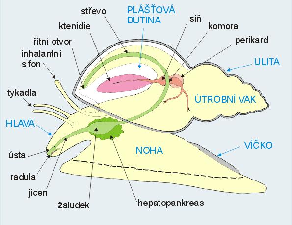 (třída) Gastropoda - plži - mořští, sladkovodní i suchozemští Druhá největší třída (po