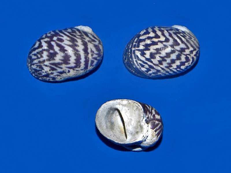 (clade) Neritimorpha - umí být mořští,