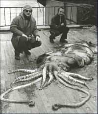Kalmar hamiltonův Mesonychoteuthis hamiltoni největší