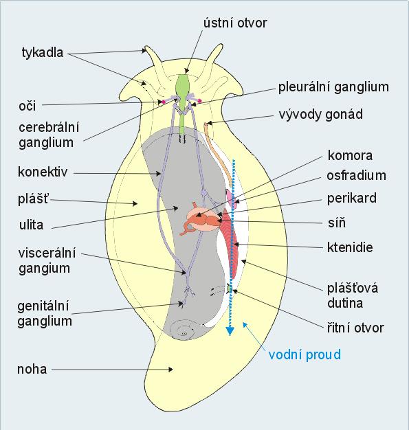 Plášťová dutina