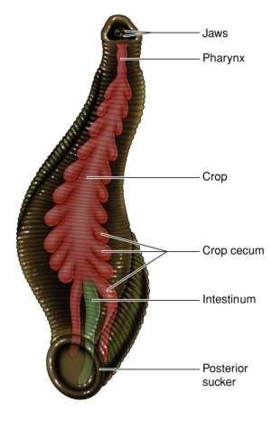 medicinalis,