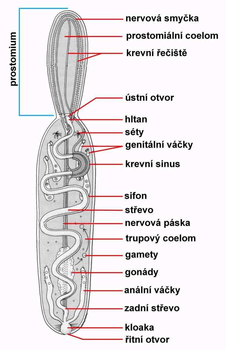 Echiurida - Rypohlavci - i oni kdysi