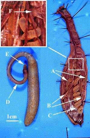 Sipuncula - Sumýšovci - další ze zrušených kmenů -mořští bentičtíčervi - trup a zatažitelný chobot (svaly retraktory
