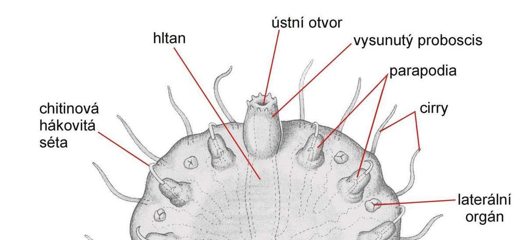 Myzostomida - Lilijovci - ektokomensálové lilijic (přinejmenším od