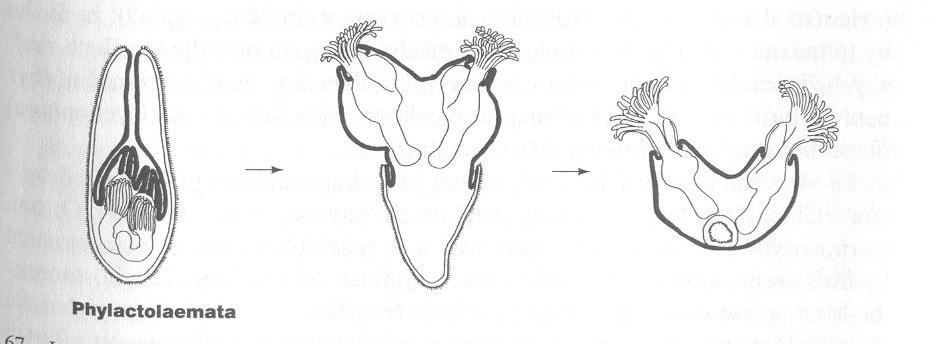 larva (divná trochofora)