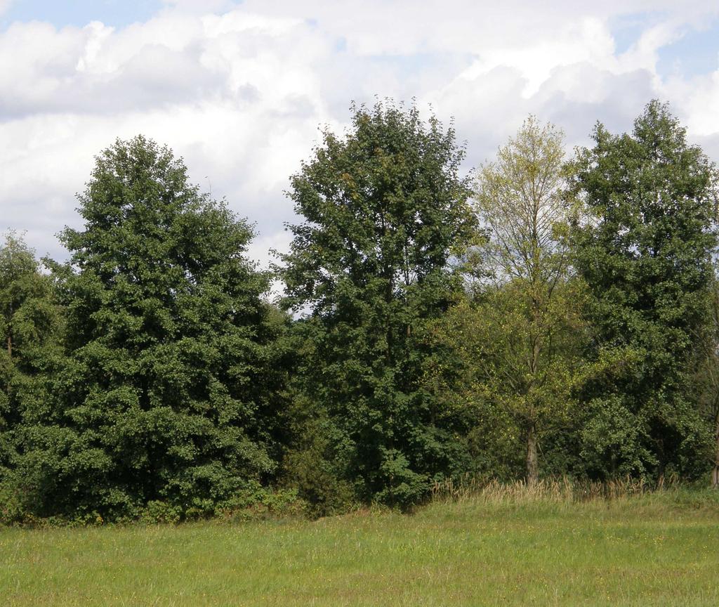 Symptomy onemocnění olší vyvolaného druhem Phytophthora alni Charakter prosychání jednotlivých dřevin a porostu Časná fáze poškození porostu V iniciální fázi infekce, kdy je poškození kořenových