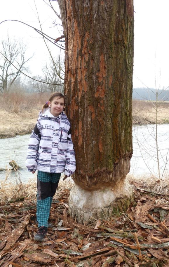 Na štěrkových náplavech podél Odry je možné při troše štěstí uvidět pisíka obecného nebo kulíka říčního, sedícího na vajíčkách. Ty kulík snáší jen tak na zem do dolíku, který si vyhrabe.