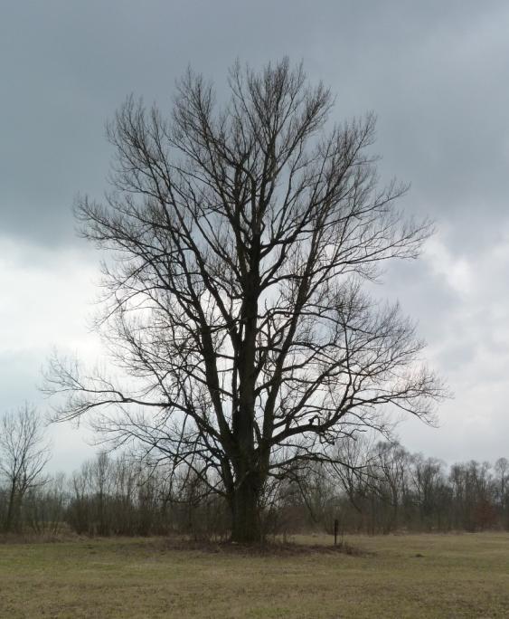 s ostatními směrem na Jistebník. Vydali jsme se tedy loukou směrem k rybníku Kukla. Cestou jsme narazili na památný strom.