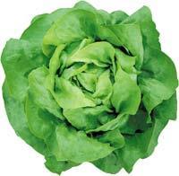 Salát (listová zelenina) Odrůda: Amblai,