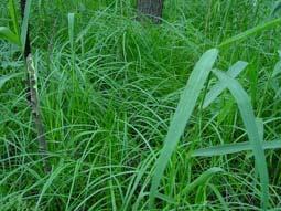 Habitats Vertigo moulinsiana belongs to unihabitat species occurring only in wetlands (POKRYSZKO 2003). In Britain, V.