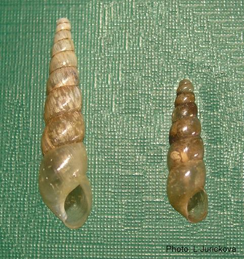 Malacologica Bohemoslovaca (2006), 5: 1 2 ISSN 1336-6939 Subulina octona (Bruguière, 1798) a new greenhouse species for the Czech Republic (Mollusca: Gastropoda: Subulinidae) LUCIE JUŘIČKOVÁ