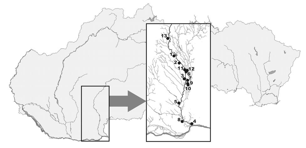 Obr. 1 Rozmiestnenie skúmaných lokalít na dolnom Hrone. Fig. 1 Location of surveyed sites in the lower Hron River. čiatku 20. storočia.