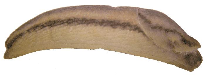Malacologica Bohemoslovaca (2006), 5: 51 55 ISSN 1336-6939 Arion alpinus Pollonera, 1887 in the Czech Republic (Gastropoda: Arionidae) LIBOR DVOŘÁK 1, THIERRY BACKELJAU 2,5, PETER L.