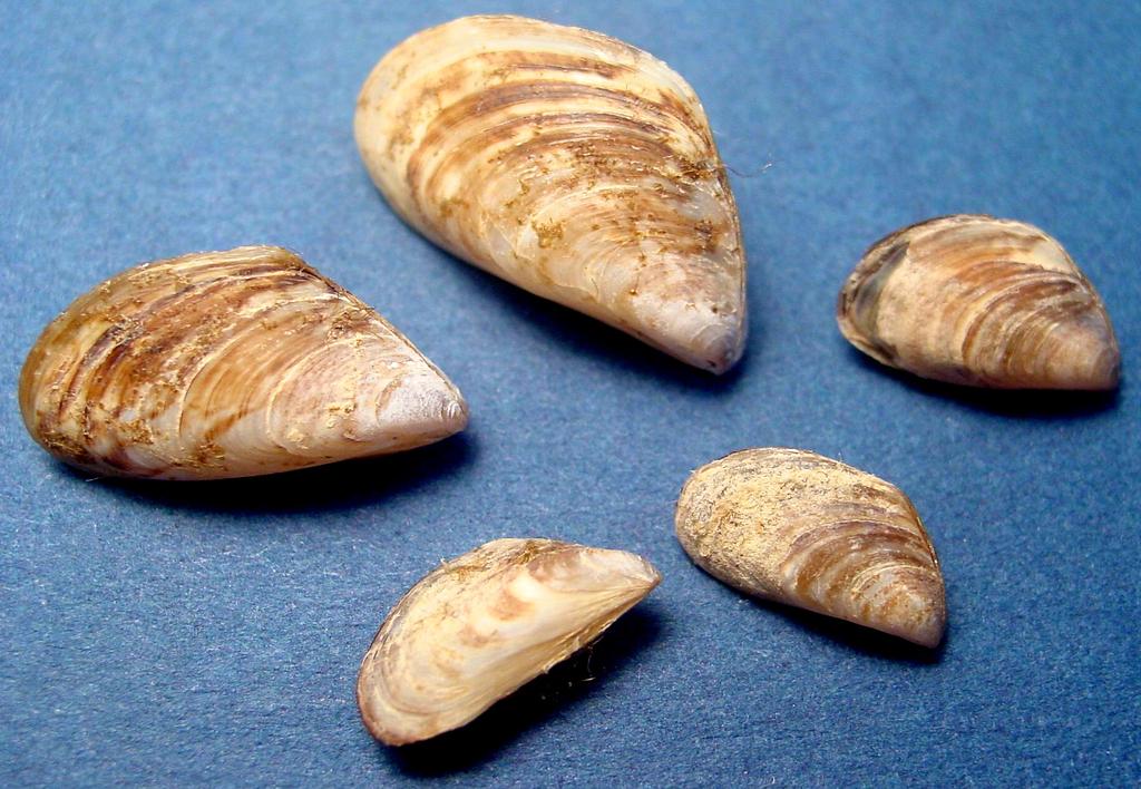 Romanian Danube (Photo O. Popa) Fig. 3.