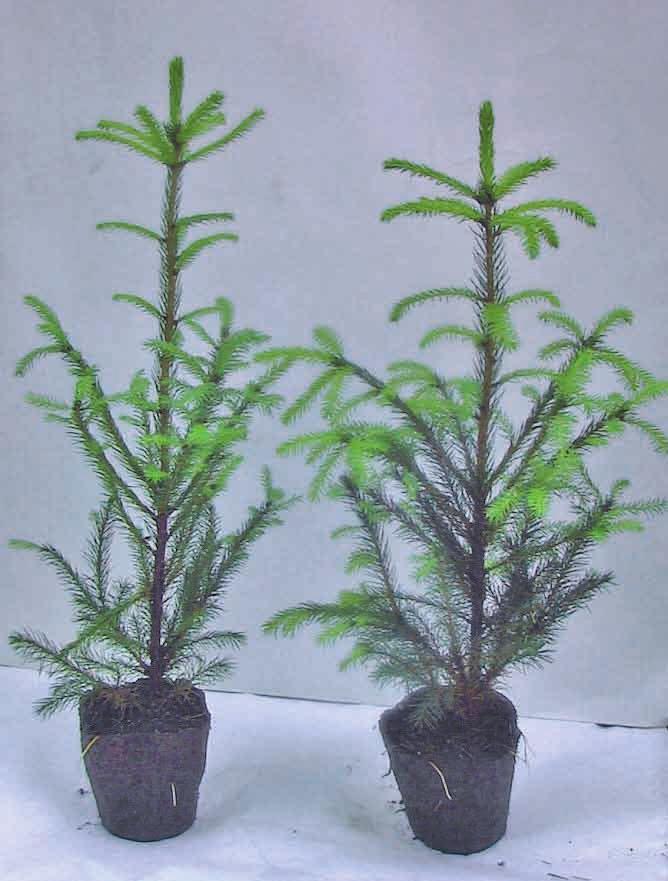 LEUGNER J. et al. i dalších dřevin se podrobně věnují Mauer et al. (2004, 2008).