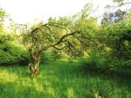 Tel.: 0902 727 272 Veľký, 3-izb. byt, 80 m 2, rekonštrukcia, na Šustekovej ul.