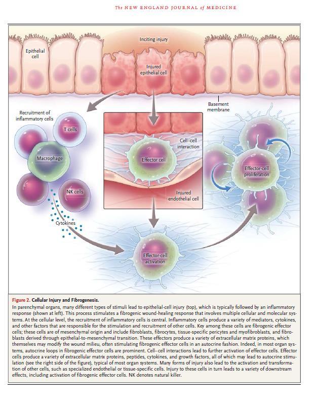 Klíčové jsou fibrogenní efektorové buňky mesenchymálního Původu fibroblasty, fibrocyty, tkánově specifické pericyty a