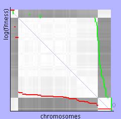 Tím má slabší druh chromosomu větší šanci na to, že nebude vytlačen lepším druhem chromosomů.