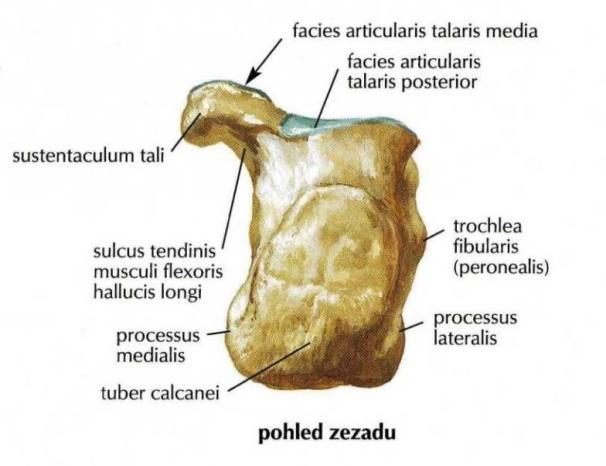 Talus přenáší váhu těla a zátěž se rozkládá ve směru loďkovité kosti a do hrbolu patní kosti.