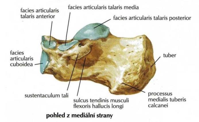 dozadu dolů. Os cuboideum je krychlová kost. Nachází se na malíkovém okraji nohy.