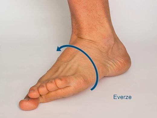 Obr. 10 Označení pohybů kloubů nohy V dalším výčtu anatomických struktur, jako jsou šlachové pochvy, inervace, cévní zásobení, atd.