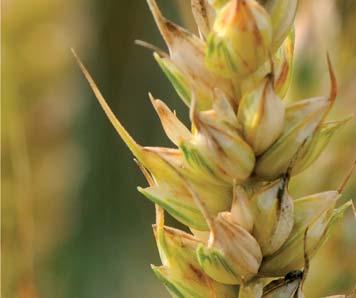 lze pěstovat po obilovinách a kukuřici [ ošetření morforegulátory růstu je ve střední
