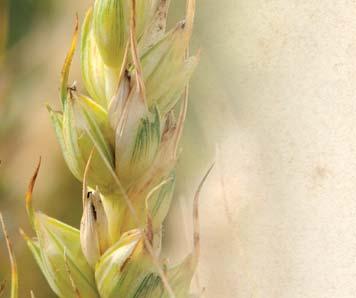 pšenice ozimé v Německu 2016 dle BSA Odrůda ha Jakost Registrace 1.