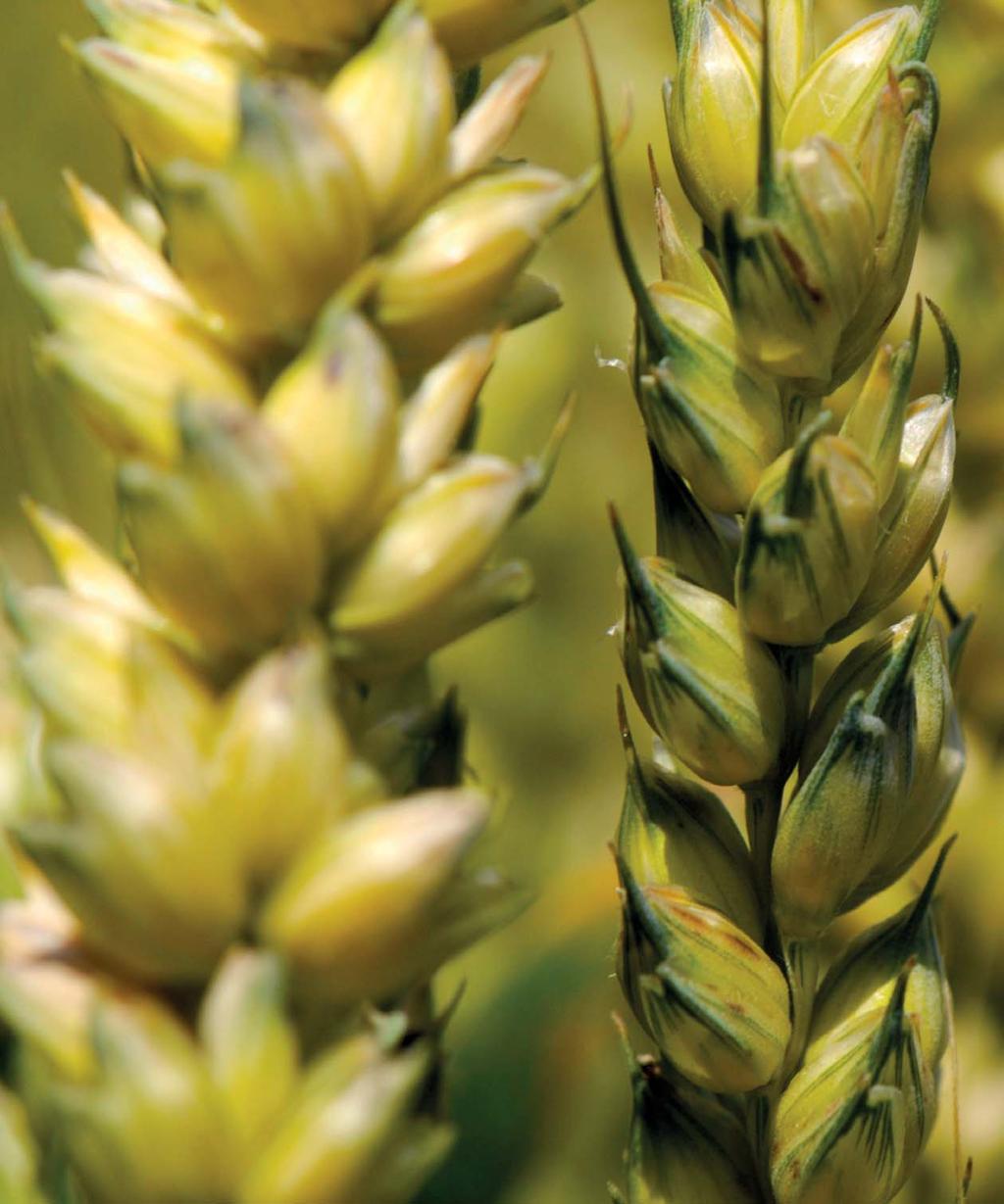 pšenice ozimá Norin CPG [ udržovatel Syngenta Hadmersleben, Německo [ výhradní