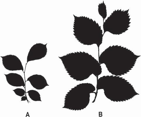 Obr. 3 Větévka s listy jilmu vaz (Ulmus laevis) z počátku šedesátých let (A) a z konce 90. let minulého století (B).