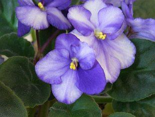 Africká fialka (Jonátka africká, Pavlínka) Saintpaulia Vytrvalé, často téměř bezlodyžné, nízké byliny, dlouze řapíkaté, vejčité, masité listy sestavené v růžici, květy v řídkých vijanech, popř.