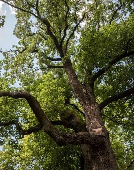 54 Životní prostředí v Ostravě 2015 název památného stromu obvod kmene
