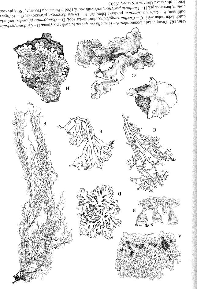 Tř.: Lecanoromycetes Pl.