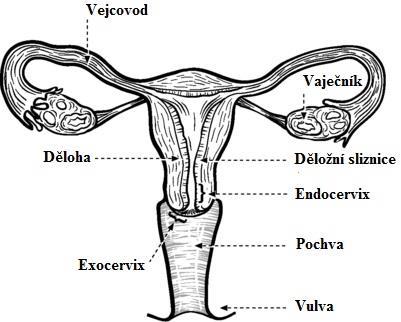 1 TEORETICKÁ ČÁST 1.1 CHARAKTERIZACE FYZIOLOGICKÉHO POŠEVNÍHO EKOSYSTÉMU Přirozenou ochranu před zánětlivým onemocněním ženského genitálního ústrojí zajišťuje poševní ekosystém.